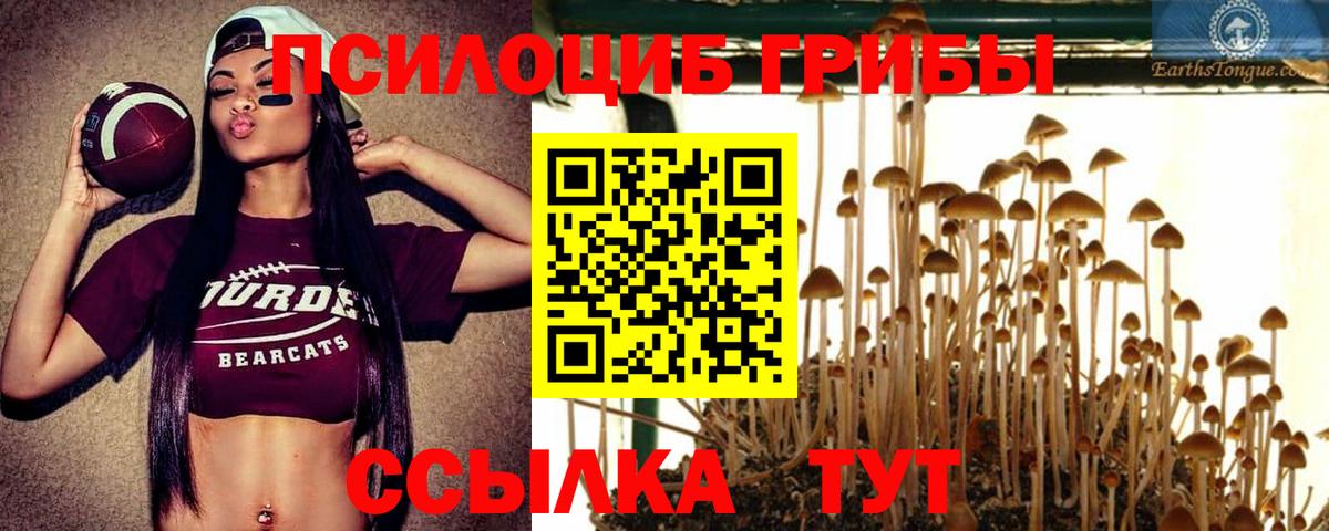 Псилоцибиновые грибы прущие грибы  Вход с VPN  Самара  Псилоцибиновые грибы Psilocybine cubensis 